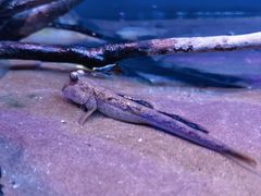 -上海海洋水族馆