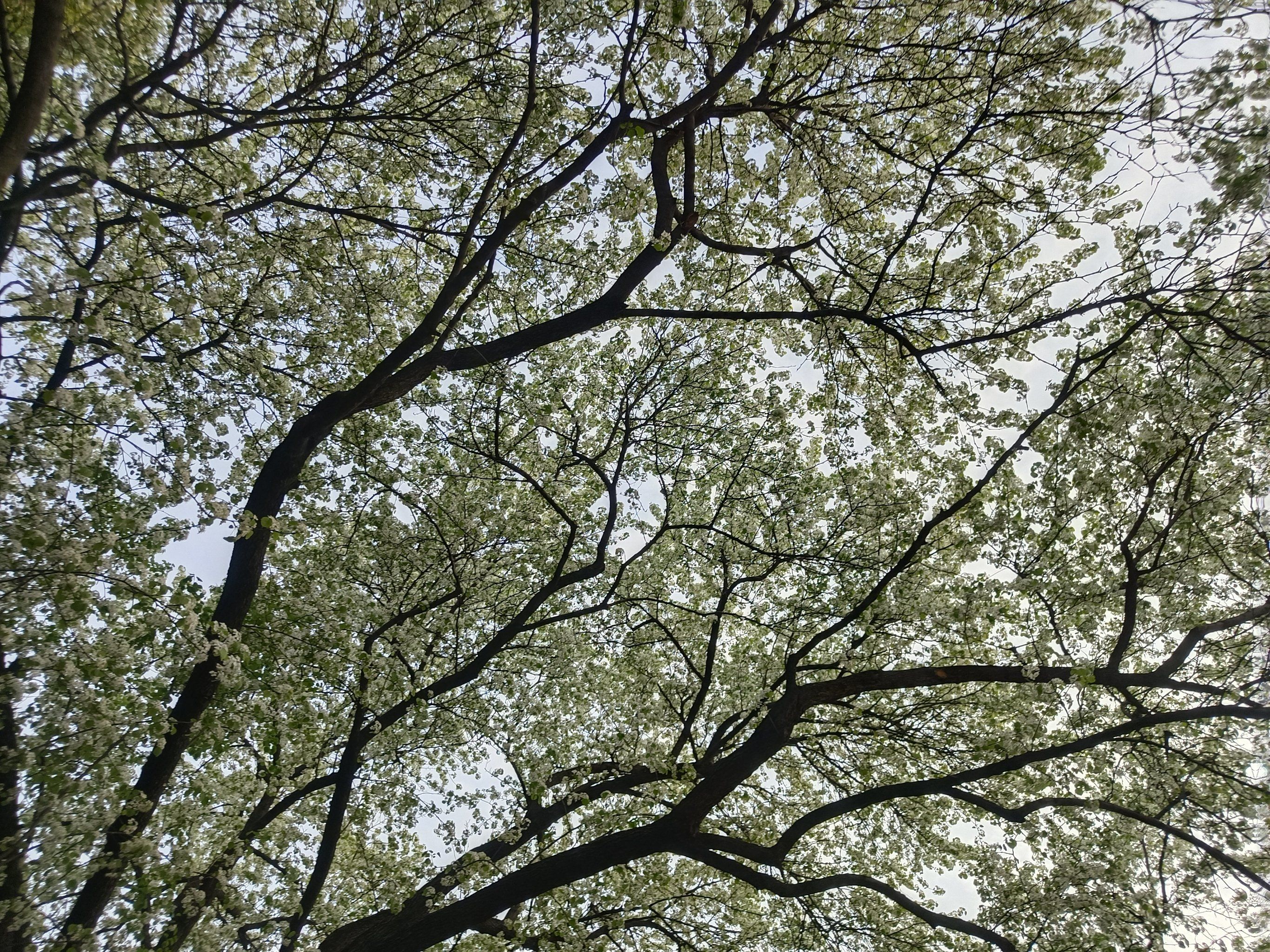 梨花树下人头攒动