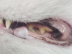 -车接车送·寄养洗护·德文猫舍(大宁店)