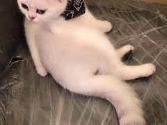 -猫色咖啡·猫咖