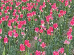 -咸阳湖景区-统一广场