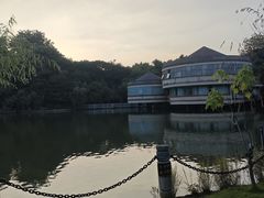 -金花茶公园