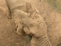-西霞口神雕山野生动物世界