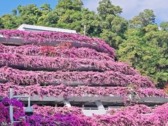 -深圳仙湖植物园