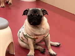 -和它·交个朋友·狗咖猫咖(爱琴海店)