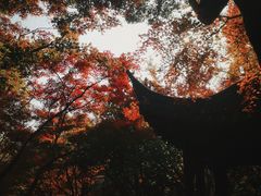 -秋霞圃