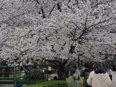 -复旦大学本部-食堂