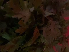 -捞王猪肚鸡火锅(昆山店)