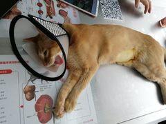 -荔康动物医院(康王北路店)