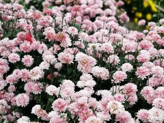 -中国天府农业博览园