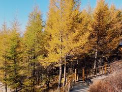-苏木山森林公园