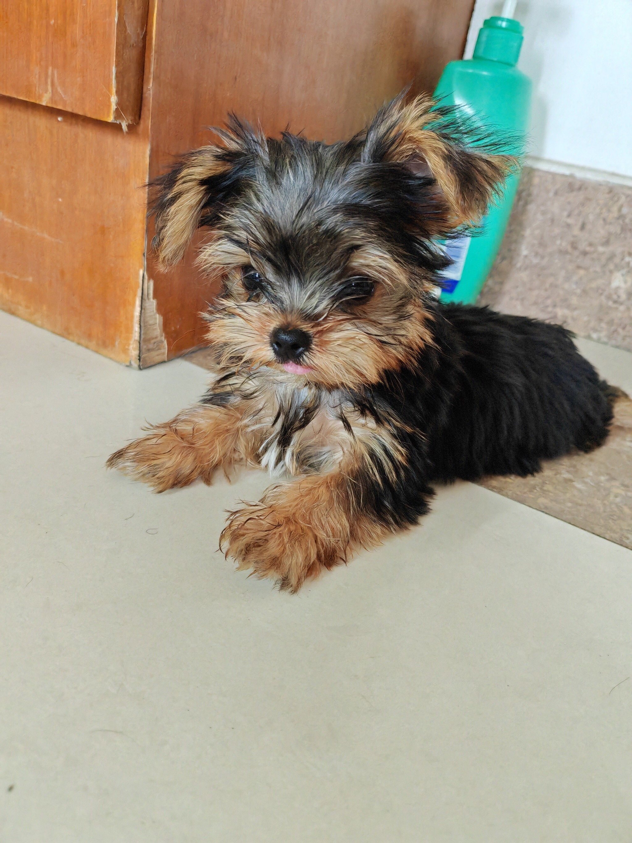 4个月的约克夏宝宝!