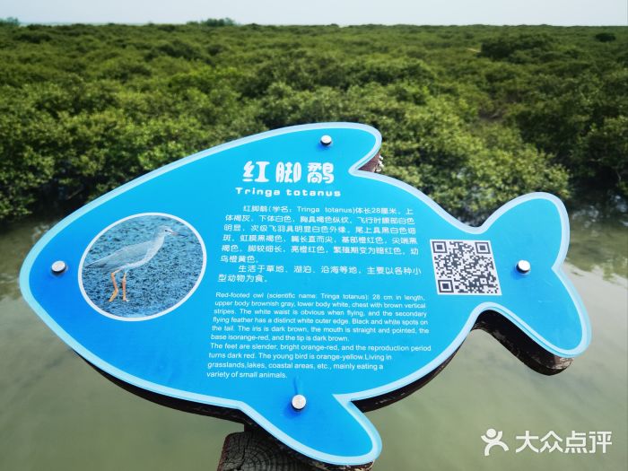 北海金海湾红树林生态旅游区图片