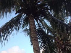 -三亚亚龙湾雅高美爵酒店
