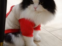 -安格丽娜·狗咖·猫咖羊驼咖(春熙路百盛商场店)