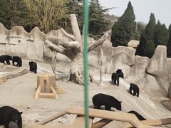 -东方熊牧场