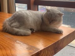 -蓝鲸·缅因猫舍