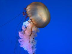 -太平洋海底世界