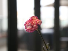 -L'Arome芳芳法国餐厅(仙林金鹰店)