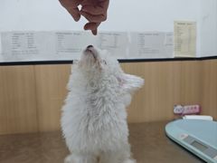 -米苏动物医院·犬猫专科·骨科外科内窥镜