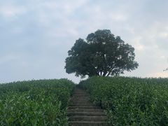 -帐篷客·溪龙茶谷度假酒店