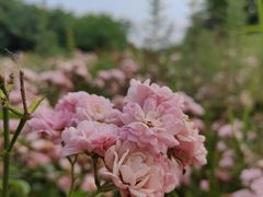 -杏花村文化旅游区
