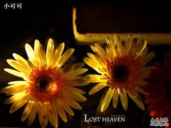 ally1-花马天堂云南餐厅 Lost Heaven(高邮路店)