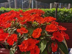 -百味馆·粤菜·湛江菜(后海花园店)