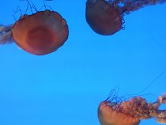 -合肥海洋世界