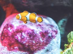 -暹罗海洋世界