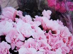 杜鹃花-果蔬好生活超市(乐堤港店)