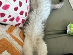 -天使宠物医院·犬猫分诊(彩虹店)