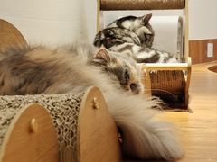 -有猫主题·治愈系猫咖(曾厝垵店)