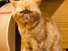 -more than meow吴止猫主题餐厅(承德 中船汇店)