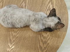 -藏猫猫咖啡主题馆(中央大道店)