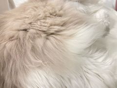 -喵的天空名猫咖啡馆·撸猫·猫舍·用品