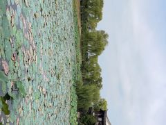 -尚湖风景区