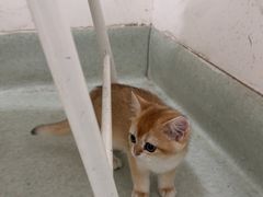 -汪喵宠物医院·骨科心脏影像·犬猫急重症ICU诊疗中心(成华分院)