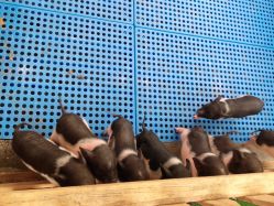 -萌宠亲子动物乐园(槐房万达店)