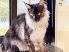 -十年猫舍·猫咪专门店(普陀店)