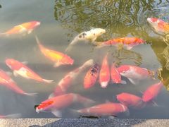 -南宁荔园维景国际酒店·荔园中餐厅