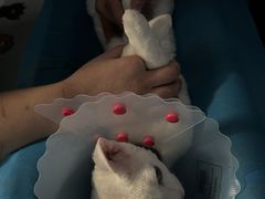 -纳吉亚猫专科动物医院博雅分院