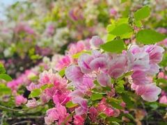 -深圳国际园林花卉博览园