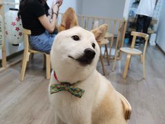 -柴迷FANS CLUB·柴犬狗咖·猫咖