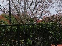 -上海崇明金茂凯悦酒店