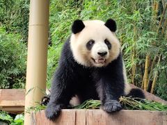 -广州长隆野生动物世界