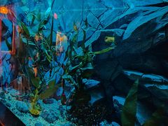 -瑞普利水族馆