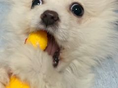 -金龙咖喱