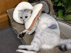 -凯特喵百思猫专科医院