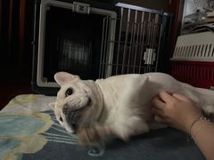 -喜多萌中农锦绣动物医院24H·猫科·牙科MRI·CT